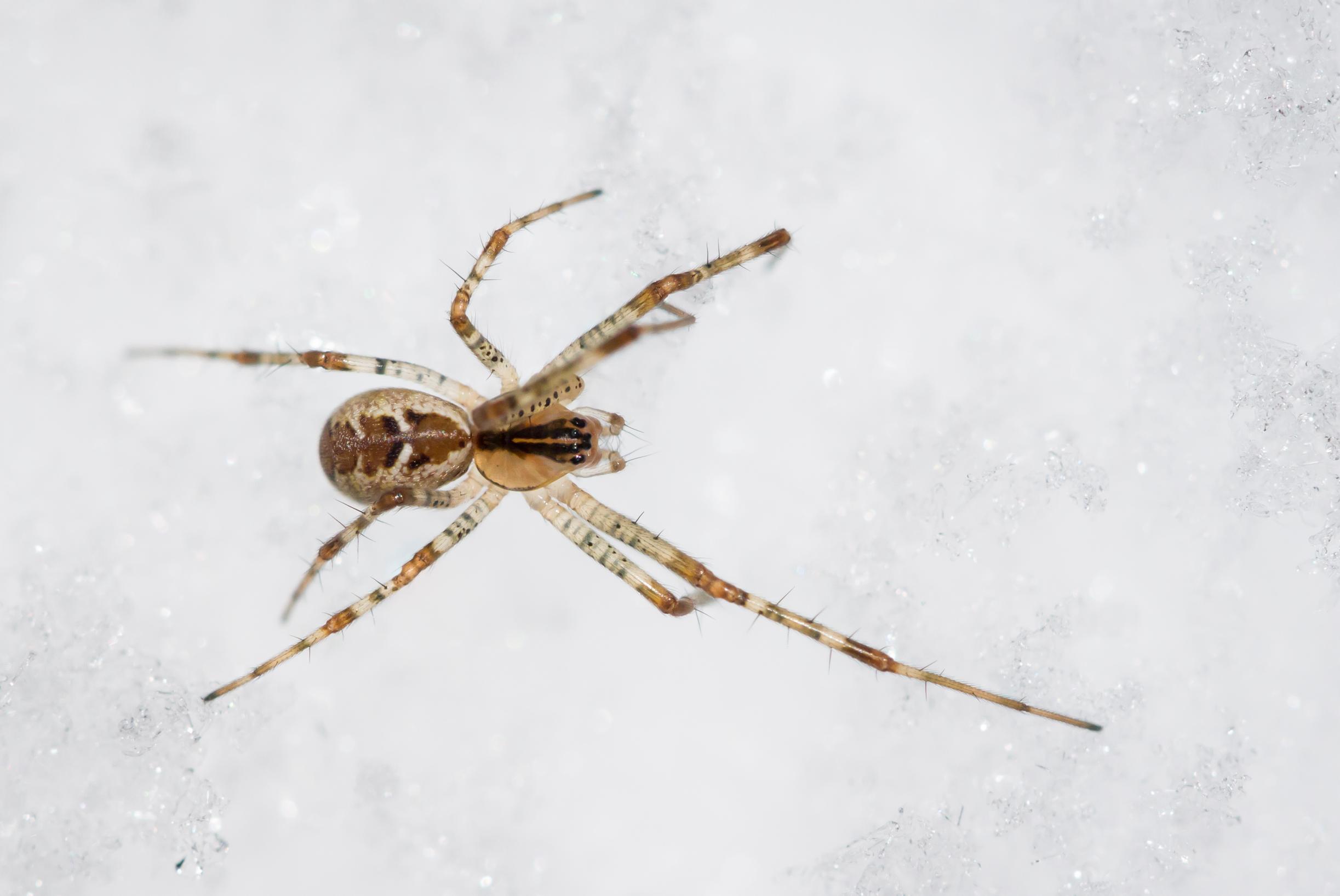 Ensilumen aikaan lumella tallustelee vielä karaistuneita hämähäkkejä ja hyönteisiä.